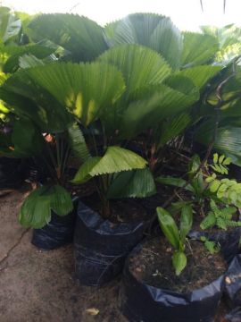 Mostrar detalhes para PALMEIRA LICUALA Imagem de PALMEIRA LICUALA