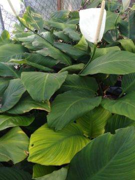 Mostrar detalhes para COPO LEITE GIGANTE Imagem de COPO LEITE GIGANTE