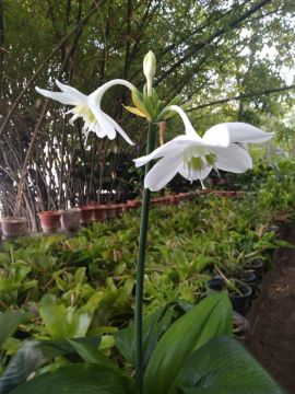 Mostrar detalhes para planta  (74) Imagem de planta  (74)