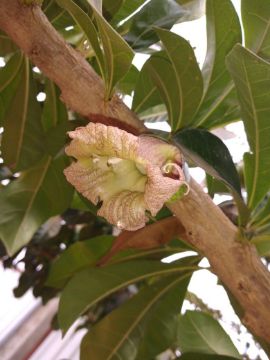 Mostrar detalhes para planta  (75) Imagem de planta  (75)