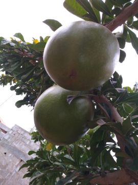 Mostrar detalhes para planta  (77) Imagem de planta  (77)