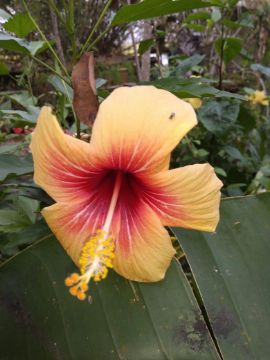 Mostrar detalhes para planta  (85) Imagem de planta  (85)