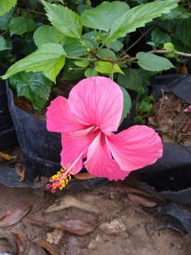 Mostrar detalhes para planta  (86) Imagem de planta  (86)