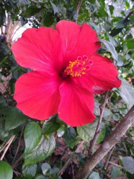 Mostrar detalhes para planta  (87) Imagem de planta  (87)