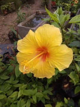 Mostrar detalhes para planta  (88) Imagem de planta  (88)