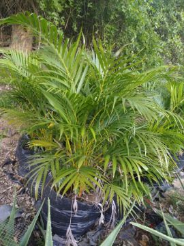 Mostrar detalhes para planta  (89) Imagem de planta  (89)