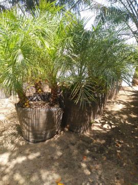 Mostrar detalhes para IDEM COM MAIS DE 15 CM TRONCO Imagem de IDEM COM MAIS DE 15 CM TRONCO