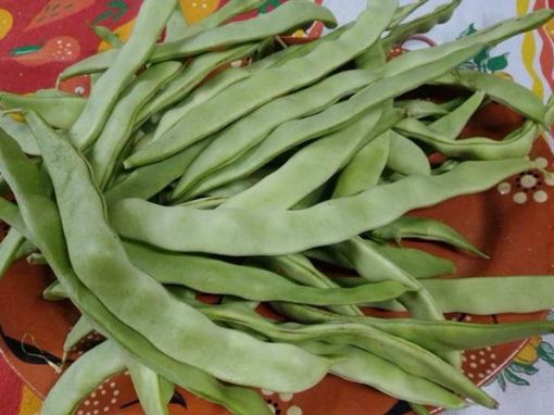 Picture of Green bean
