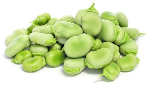 Picture of Broad bean
